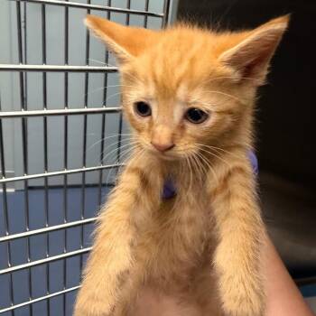 Numbers -  Domestic Short Hair Cat for Adoption in Greensboro, North Carolina - Numbers | PetCurious