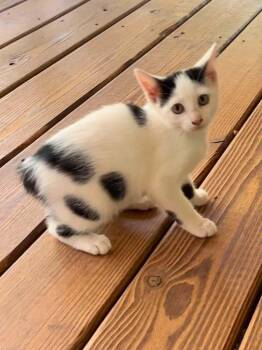 Dottie -  American Bobtail Cat for Adoption in Glocester, Rhode Island - Dottie | PetCurious