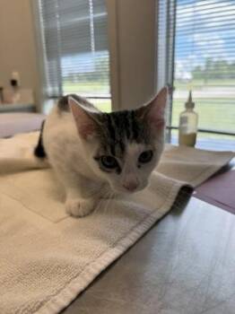 Dusty -  Domestic Short Hair Cat for Adoption in Lafayette, Indiana - Dusty | PetCurious