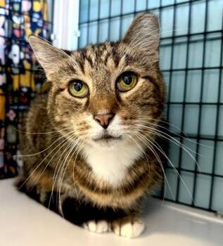 PEANUT -  Domestic Short Hair Cat for Adoption in Fernandina Beach, Florida - PEANUT | PetCurious
