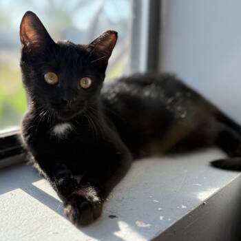 Domestic Short Hair Cats Available for Adoption in Panama City, Florida - Speedy | PetCurious