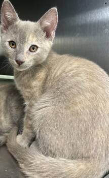 GOLLUM* -  Domestic Short Hair Cat for Adoption in Santa Cruz, California - GOLLUM* | PetCurious