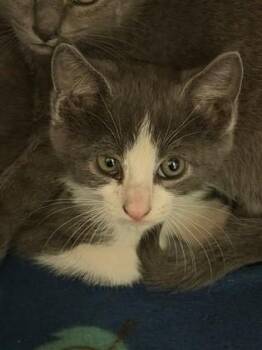 Domestic Short Hair Cats Available for Adoption in Irving, Texas - Day | PetCurious