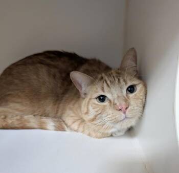 Stu Pickles -  Domestic Short Hair Cat for Adoption in Winnipeg, Manitoba - Stu Pickles | PetCurious
