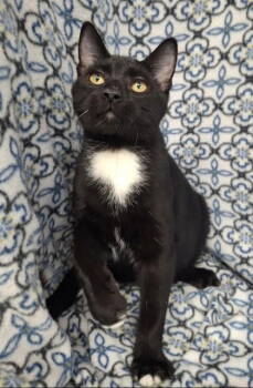 Rescue Domestic Short Hair Cats for Adoption in Lake City, Michigan - 6738 (Jase) | PetCurious