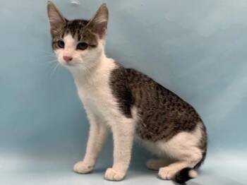 Lemon Lime -  Domestic Short Hair Cat for Adoption in Minneapolis, Minnesota - Lemon Lime | PetCurious
