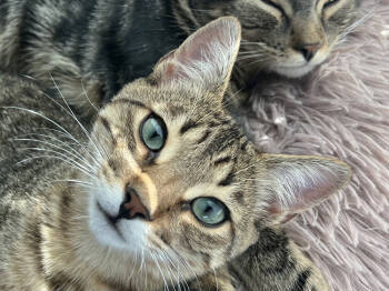 Rescue Domestic Short Hair Cats for Adoption in Salinas, California - Benny | PetCurious