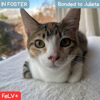 Rescue Domestic Short Hair Cats for Adoption in Denver, Colorado - Mirabel | PetCurious