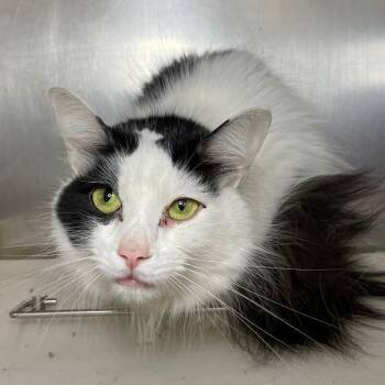 Bella -  Domestic Long Hair Cat for Adoption in Roanoke, Virginia - Bella | PetCurious