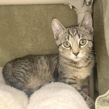 Sage -  Domestic Short Hair Cat for Adoption in York, Pennsylvania - Sage | PetCurious