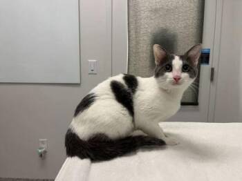 Henry Cavill -  Domestic Short Hair Cat for Adoption in Kansas City, Missouri - Henry Cavill | PetCurious