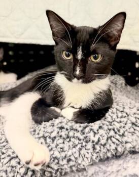 ROUTEY -  Domestic Short Hair Cat for Adoption in Fernandina Beach, Florida - ROUTEY | PetCurious