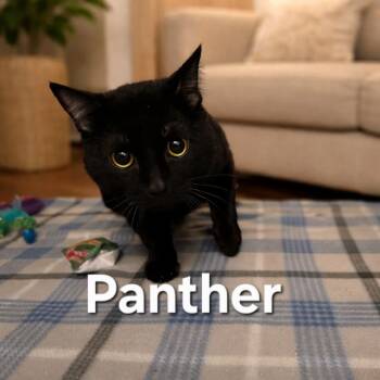 Domestic Short Hair Cats Available for Adoption in Fort Collins, Colorado - Panther | PetCurious