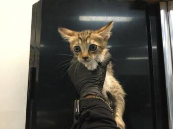 A1922282 -  Domestic Short Hair Cat for Adoption in Thousand Palms, California - A1922282 | PetCurious