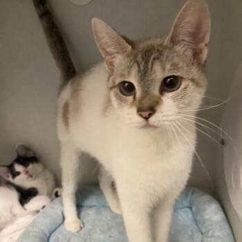 Juno -  Siamese and Domestic Short Hair Cat for Adoption in Dayton, Ohio - Juno | PetCurious