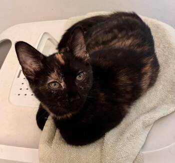 Jemima -  Domestic Short Hair Cat for Adoption in Powdersville, South Carolina - Jemima | PetCurious