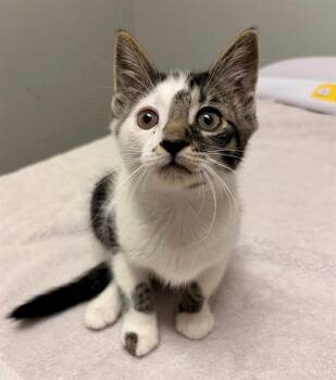 MARSHMALLOW -  Domestic Short Hair Cat for Adoption in Leesburg, Virginia - MARSHMALLOW | PetCurious