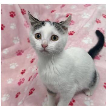 Domestic Short Hair Cats Available for Adoption in Washington, Pennsylvania - Dolce | PetCurious