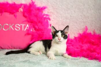 Pearl -  Domestic Short Hair Cat for Adoption in Roanoke, Texas - Pearl | PetCurious