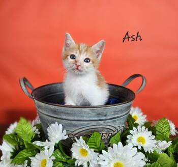 Ash -  Domestic Short Hair Cat for Adoption in San Jacinto, California - Ash | PetCurious