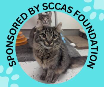 Domestic Medium Hair Cats Available for Adoption - CORDYLINE* | PetCurious