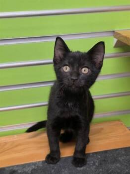 SHIFU -  Domestic Short Hair Cat for Adoption in St. Peters, Missouri - SHIFU | PetCurious