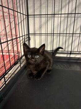 Tostito -  Domestic Short Hair Cat for Adoption in Metter, Georgia - Tostito | PetCurious