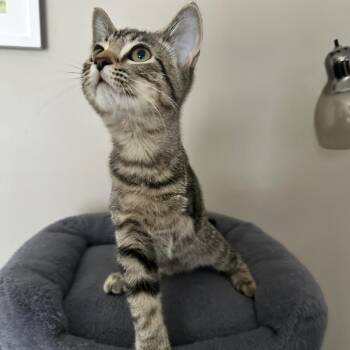 Tripp -  Domestic Short Hair Cat for Adoption in La Grange, Kentucky - Tripp | PetCurious