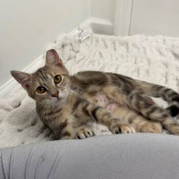 Abi -  Domestic Short Hair Cat for Adoption in Chattanooga, Tennessee - Abi | PetCurious