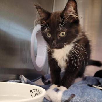 Emma -  Domestic Long Hair Cat for Adoption in Madisonville, Tennessee - Emma | PetCurious