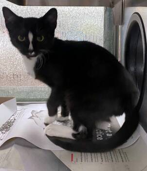 Blaze A218363 -  Domestic Short Hair Cat for Adoption in Plano, Texas - Blaze A218363 | PetCurious