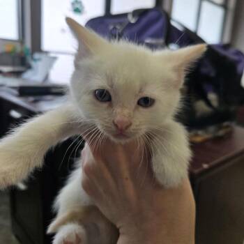 Kit 3 (Cannoli) -  Domestic Short Hair Cat for Adoption in Branson, Missouri - Kit 3 (Cannoli) | PetCurious