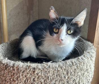 Rescue Domestic Short Hair Cats for Adoption in Peru, Illinois - Giselle | PetCurious