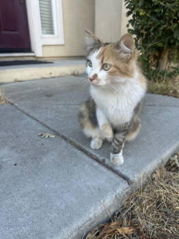 Rescue Torbie and Calico Cats for Adoption in San Jose, California - Meow Meow | PetCurious