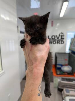 Domestic Short Hair Cats Available for Adoption - Archie | PetCurious