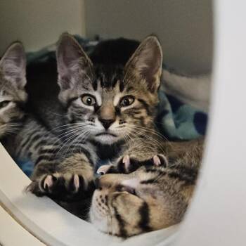 Chili Crisp -  Domestic Short Hair Cat for Adoption in Woodinville, Washington - Chili Crisp | PetCurious