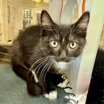 Ricki -  Domestic Medium Hair Cat for Adoption in Los Angeles, California - Ricki | PetCurious