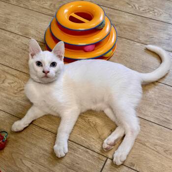 Casper -  Domestic Short Hair Cat for Adoption in Scottsburg, Indiana - Casper | PetCurious