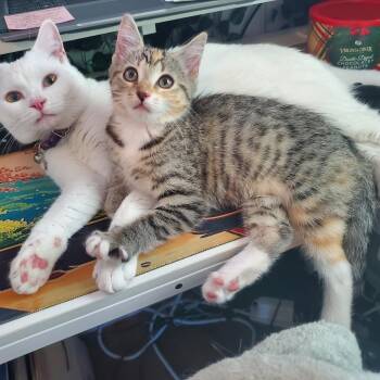 Domestic Short Hair Cats Available for Adoption in Richmond, Virginia - Uber Eats | PetCurious
