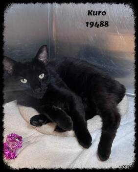 KURO -  Domestic Short Hair and Bombay Cat for Adoption in Marietta, Georgia - KURO | PetCurious