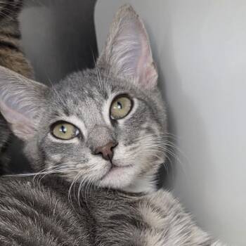 Gakpo -  Domestic Short Hair Cat for Adoption in Los Angeles, California - Gakpo | PetCurious
