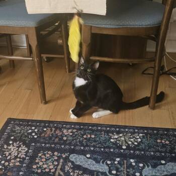 Rescue Domestic Short Hair Cats for Adoption in Evanston, Illinois - Ninja | PetCurious