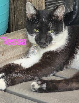 Rescue Tuxedo Cats for Adoption in Spring Hill, Florida - Tessa | PetCurious