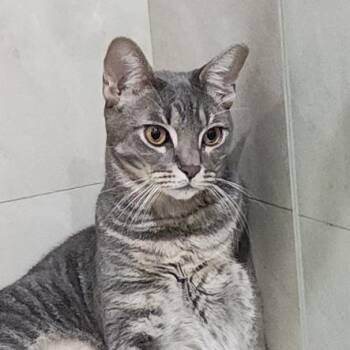 Domestic Short Hair Cats Available for Adoption - Tobias | PetCurious