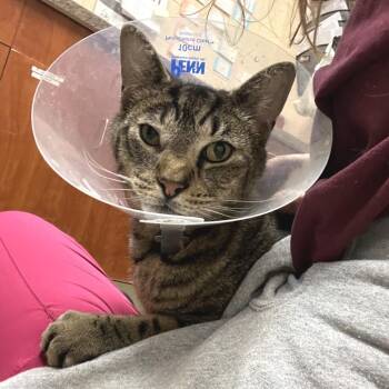 Domestic Short Hair Cats Available for Adoption in York, Pennsylvania - Hartley | PetCurious