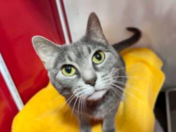Stormy -  Domestic Short Hair and Tabby Cat for Adoption in Powell, Ohio - Stormy | PetCurious