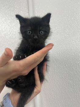 Domestic Short Hair Cats Available for Adoption in Minot, North Dakota - Plankton | PetCurious