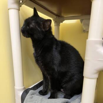 Domestic Short Hair Cats Available for Adoption in Bedford, New Hampshire - Chloe | PetCurious