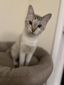 Sinatra -  Siamese Cat for Adoption in Chicago, Illinois - Sinatra | PetCurious