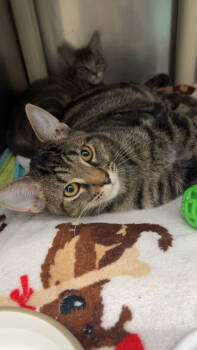 Rescue Domestic Short Hair Cats for Adoption in Norfolk, Virginia - Chez | PetCurious